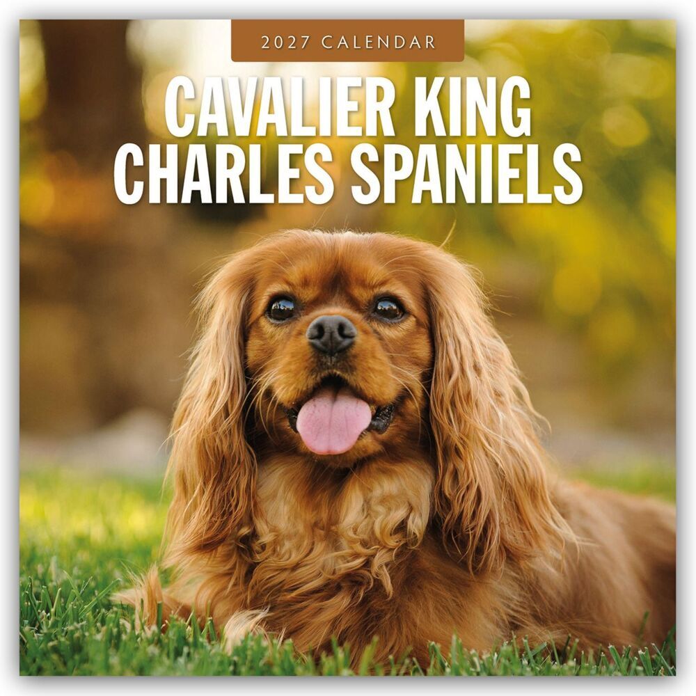 Cavalier King Charles Spaniels - Cavalier King Charles Spaniel 2027 - 16-Monatskalender (Red Robin Publishing Ltd)