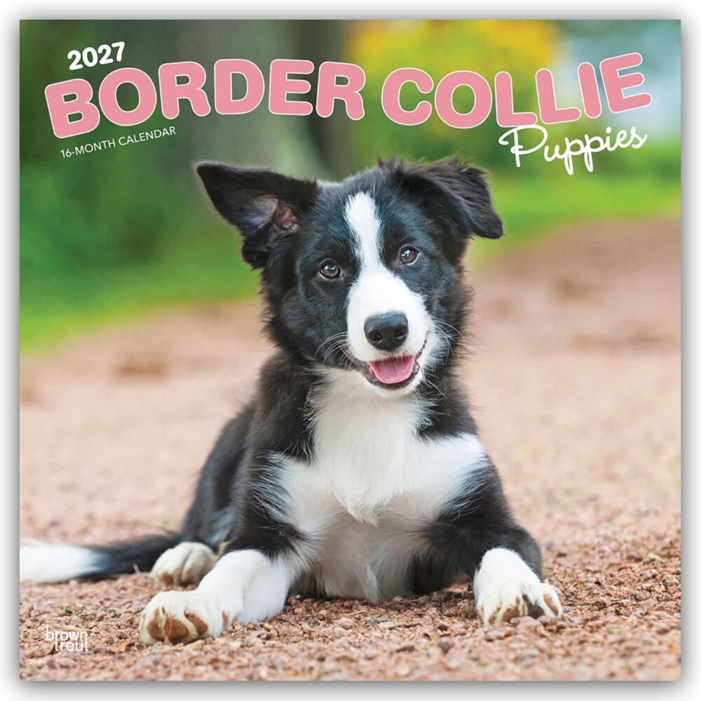 Border Collie Puppies - Border Collie Welpen 2027 - 16-Monatskalender (Browntrout Publishers Inc)