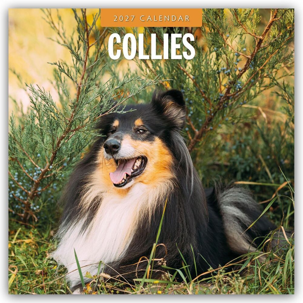 Collies - Collie 2027 - 16-Monatskalender (Red Robin Publishing Ltd)