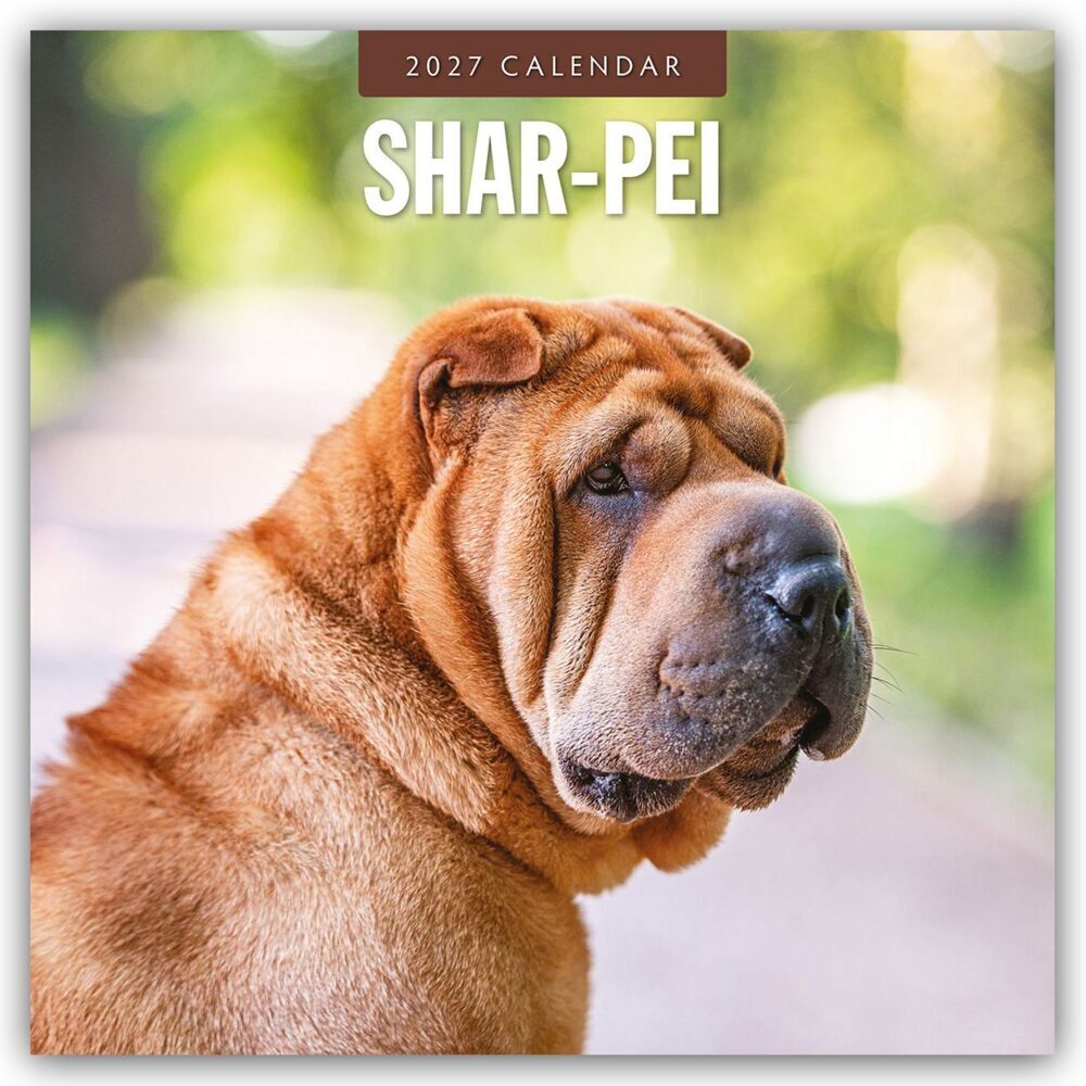 Shar-Pei - Chinesischer Faltenhund 2027 - 16-Monatskalender (Red Robin Publishing Ltd)