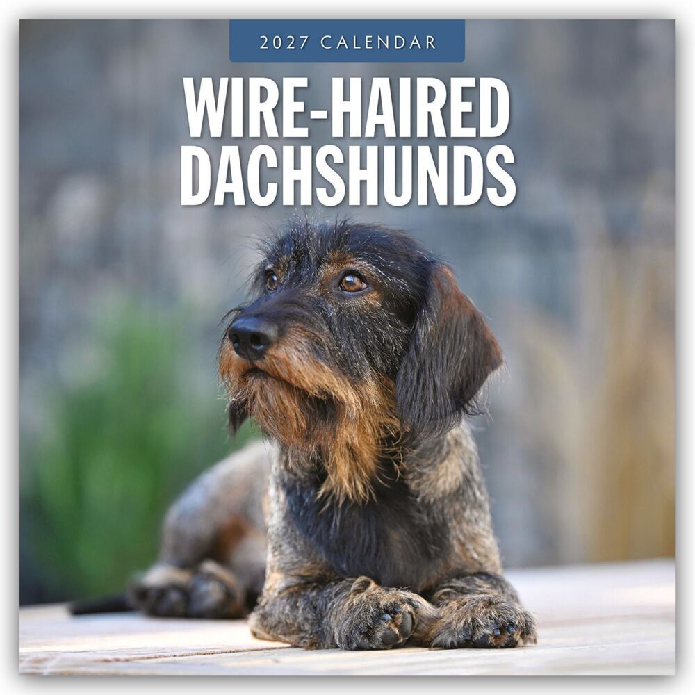 Wire-Haired Dachshunds - Rauhaardackel 2027 - 16-Monatskalender (Red Robin Publishing Ltd)