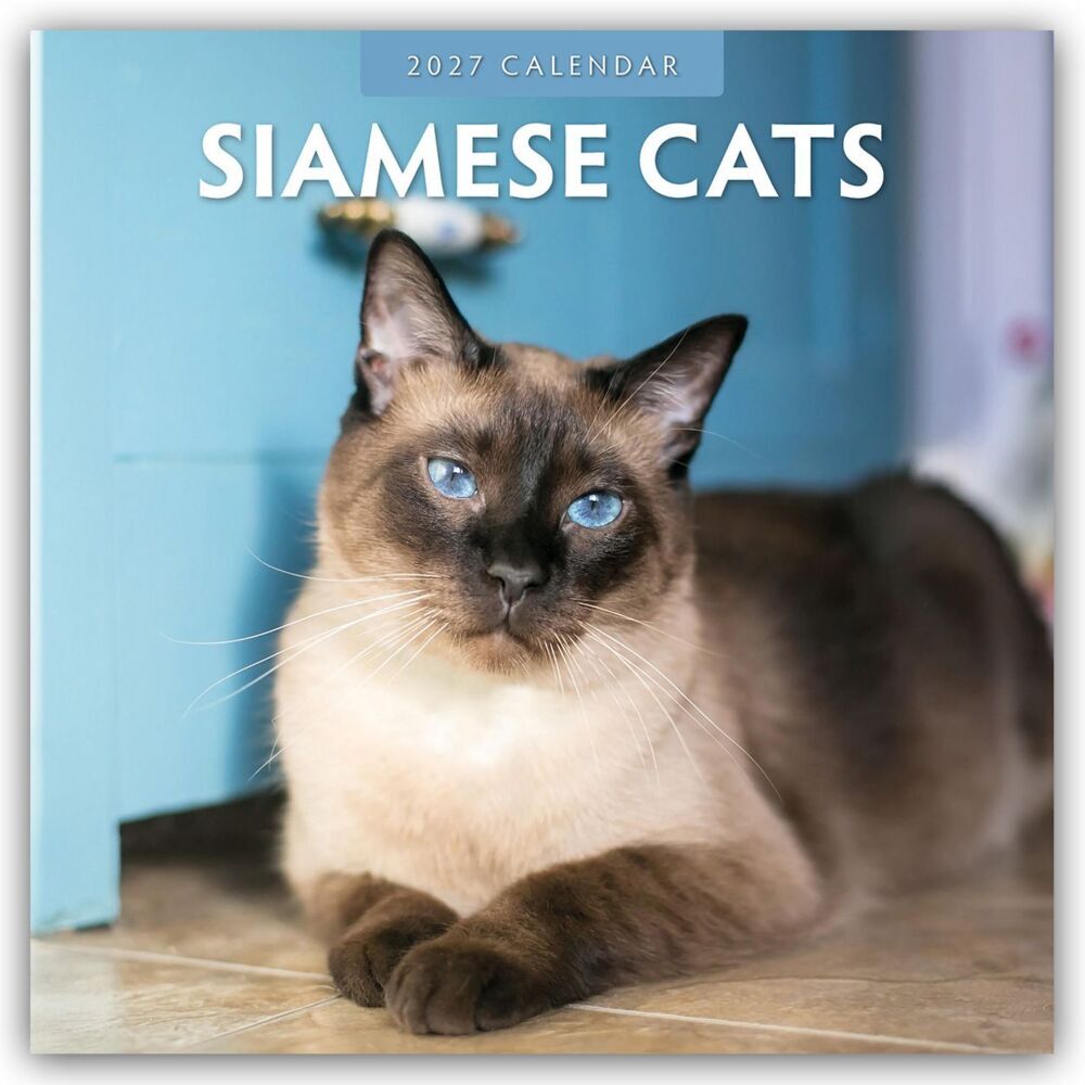 Siamese Cats - Siamkatzen - Siamesische Katzen 2027 - 16-Monatskalender (Red Robin Publishing Ltd)