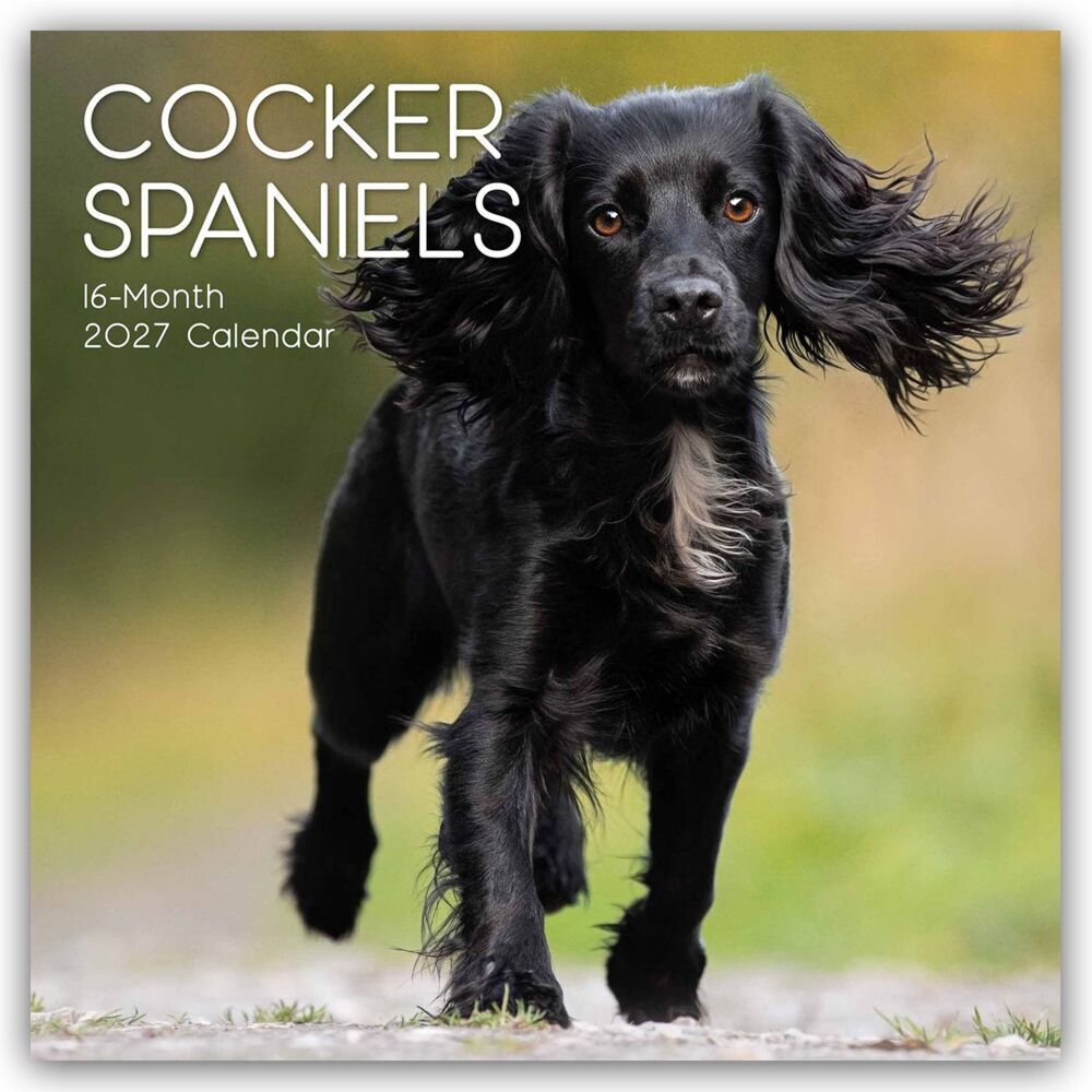 Cocker Spaniels 2027 - 16-Monatskalender (Gifted Stationery Co. Ltd)