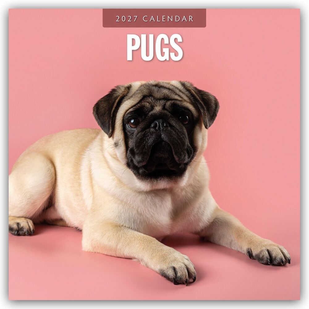 Pugs - Mops 2027 - 16-Monatskalender (Red Robin Publishing Ltd)