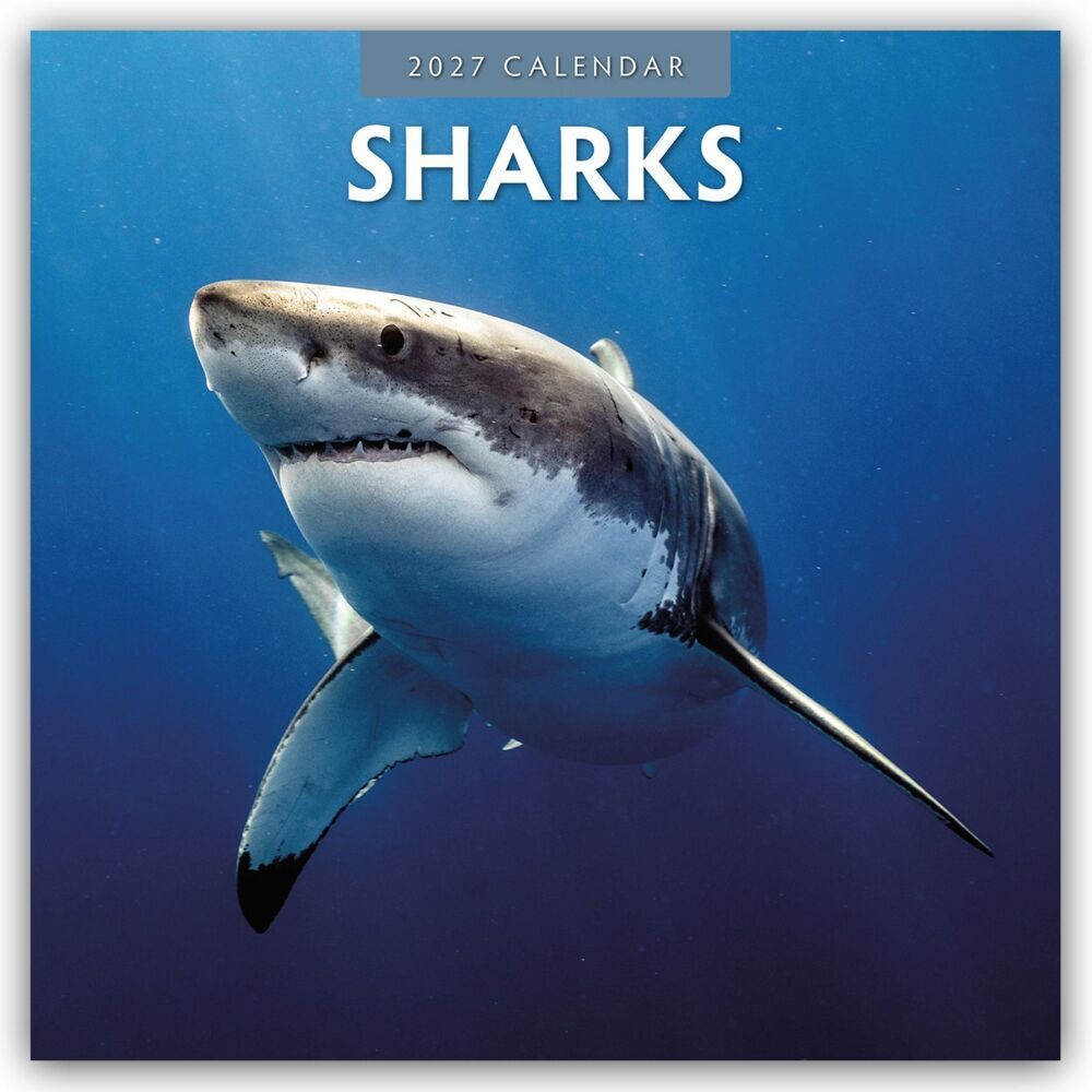 Sharks - Haie 2027 - 16-Monatskalender (Red Robin Publishing Ltd)