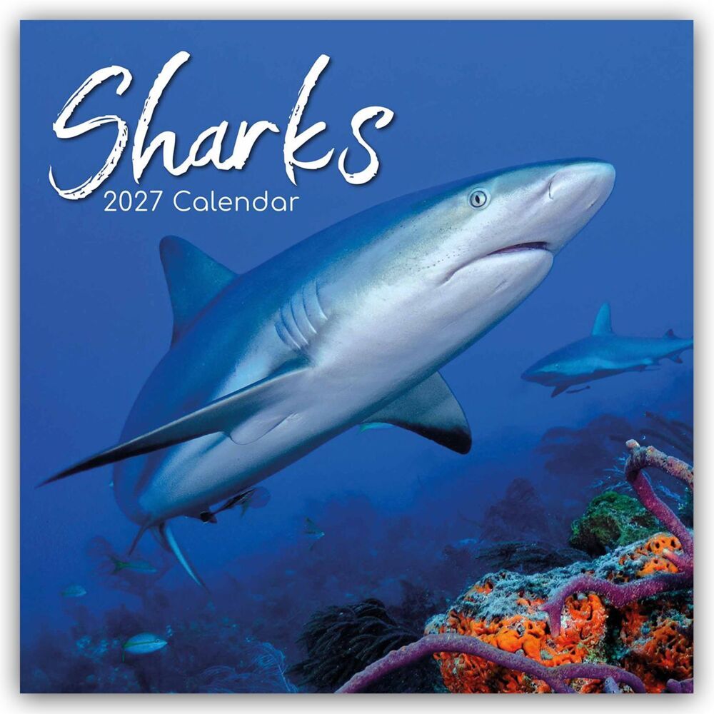 Sharks - Haie 2027 - 16-Monatskalender (Gifted Stationery Co. Ltd)