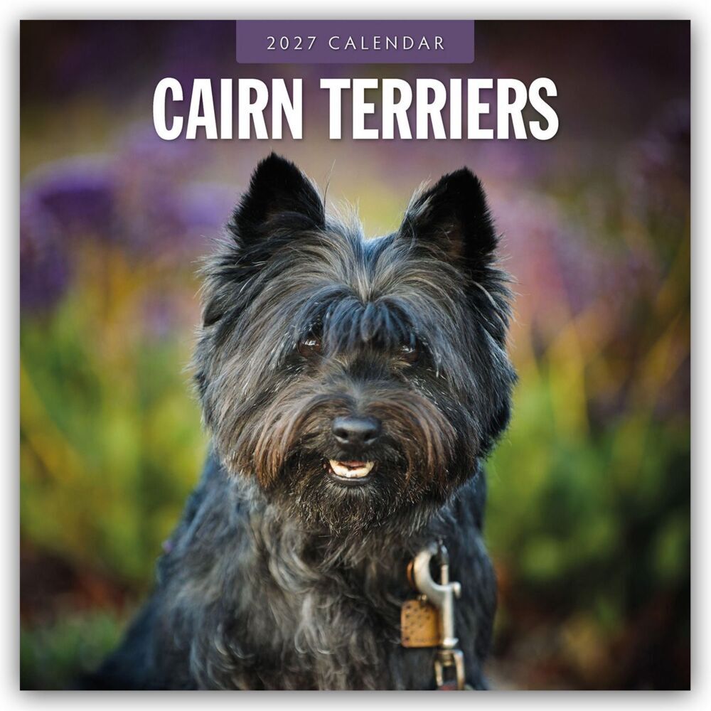 Cairn Terriers - Cairn Terrier 2027 - 16-Monatskalender (Red Robin Publishing Ltd)