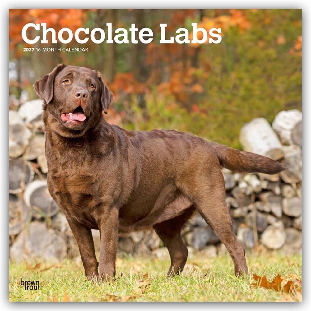 Chocolate Labrador Retriever - Brauner Labrador Retriever 2027 - 16-Monatskalender (Browntrout Publishers Inc)