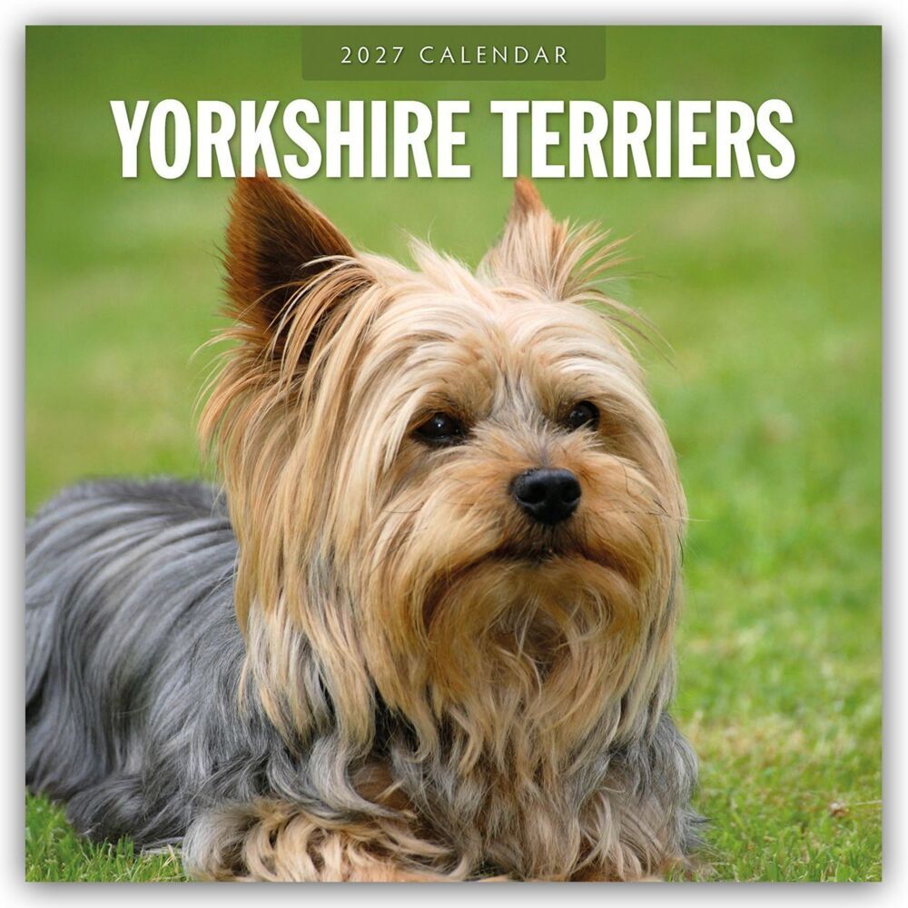 Yorkshire Terriers - Yorkshire Terrier 2027 - 16-Monatskalender (Red Robin Publishing Ltd)