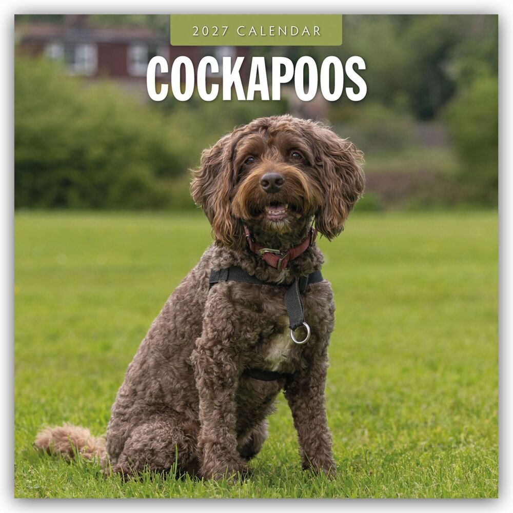 Cockapoos - Cockapoo 2027 - 16-Monatskalender (Red Robin Publishing Ltd)