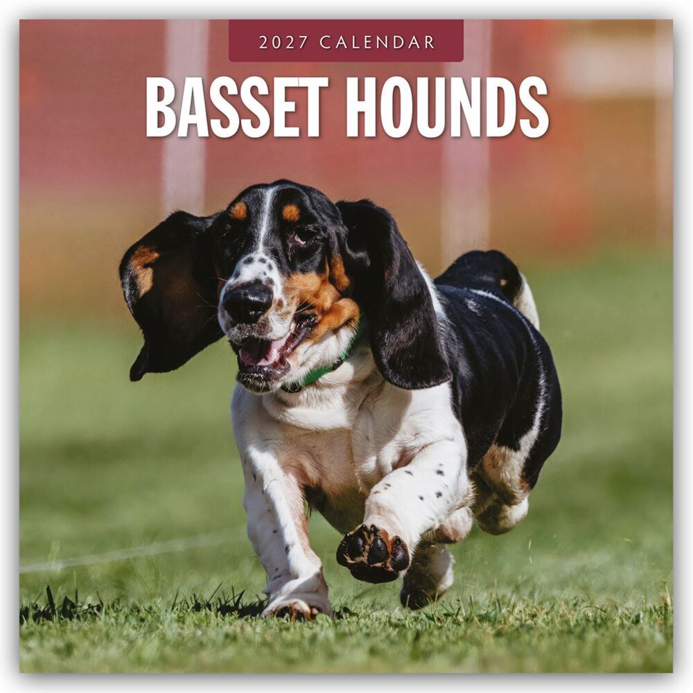 Basset Hounds - Basset Hound 2027 - 16-Monatskalender (Red Robin Publishing Ltd)