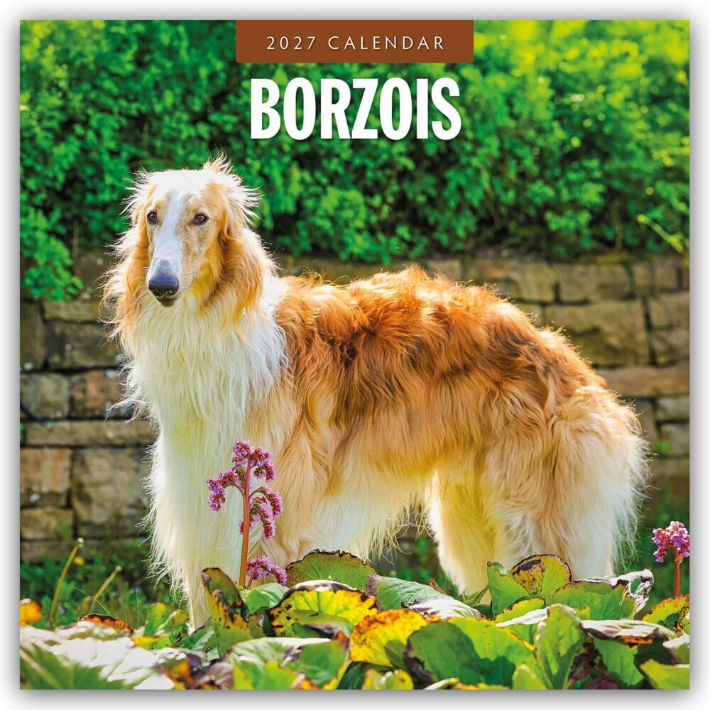 Borzois - Barsoi - Barzaia - Russischer Wolfshund 2027 - 16-Monatskalender (Red Robin Publishing Ltd)
