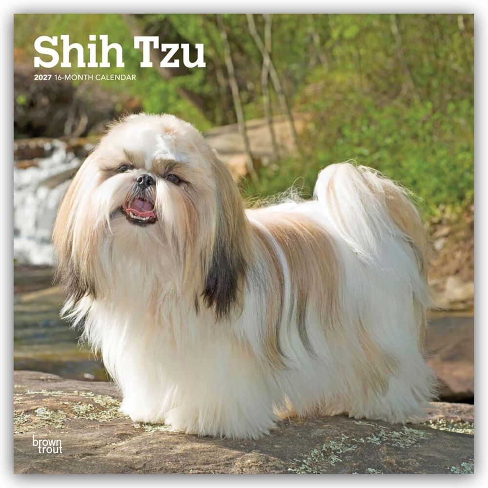 Shih Tzu 2027 - 16-Monatskalender (Browntrout Publishers Inc)