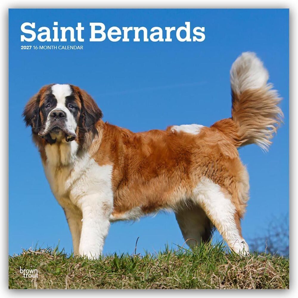 Saint Bernards - Bernhardiner 2027 - 16-Monatskalender (Browntrout Publishers Inc)