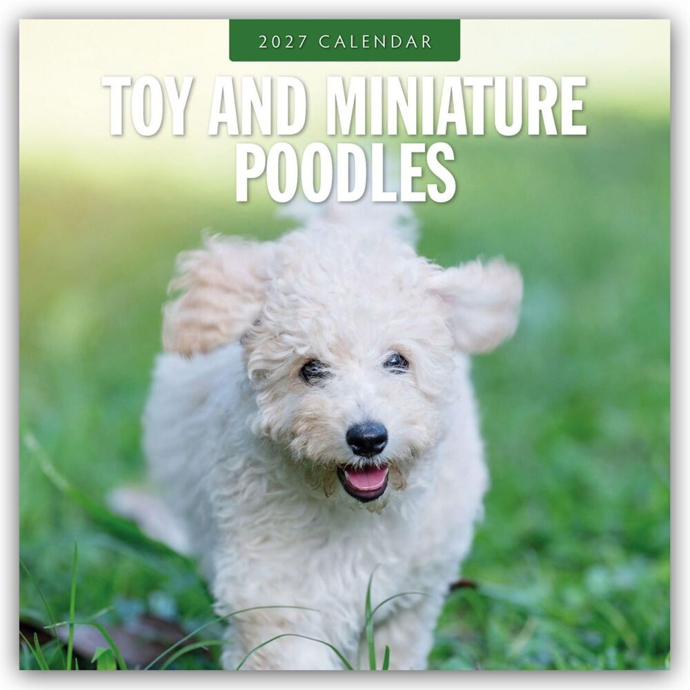 Toy and Miniature Poodles - Zwergpudel 2027 - 16-Monatskalender (Red Robin Publishing Ltd)