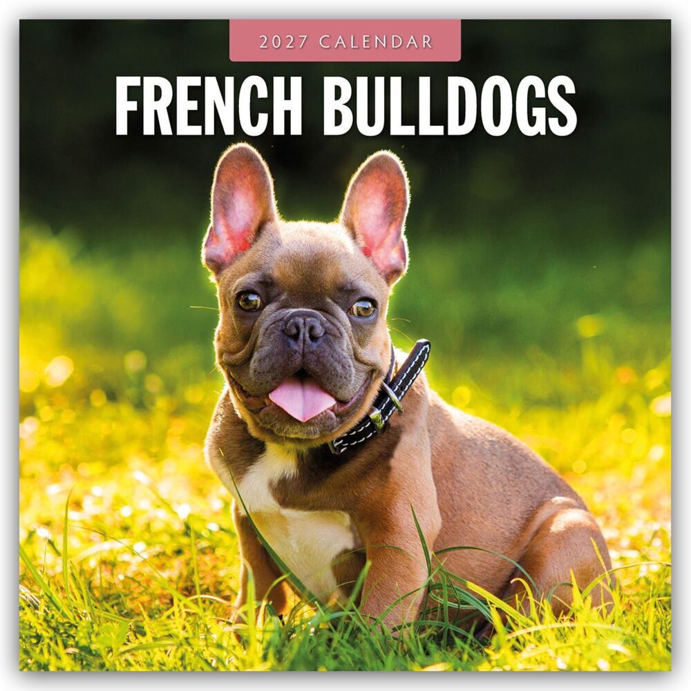 French Bulldogs - Französische Bulldoggen 2027 - 16-Monatskalender (Red Robin Publishing Ltd)