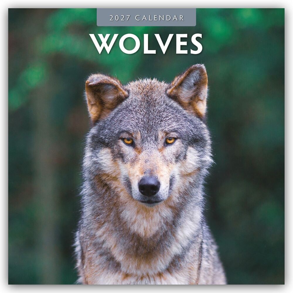 Wolves - Wölfe 2027 - 16-Monatskalender (Red Robin Publishing Ltd)