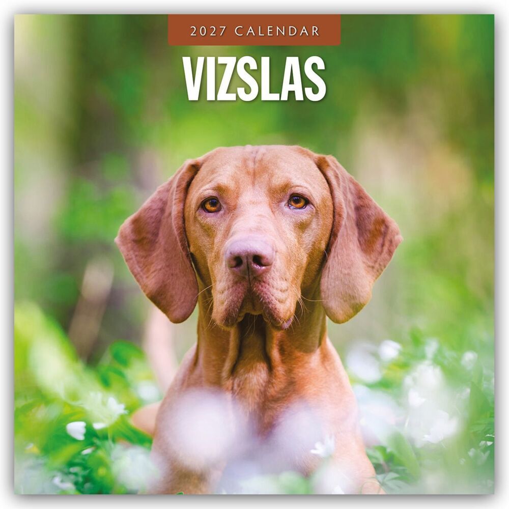 Vizslas - Magyar Vizsla - Kurzhaariger Ungarischer Vorstehhund 2027 - 16-Monatskalender (Red Robin Publishing Ltd)