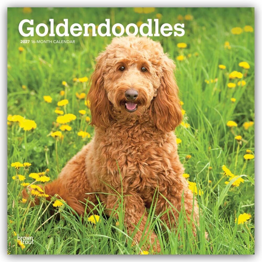 Goldendoodles - Goldendoodle 2027 - 16-Monatskalender (Browntrout Publishers Inc)