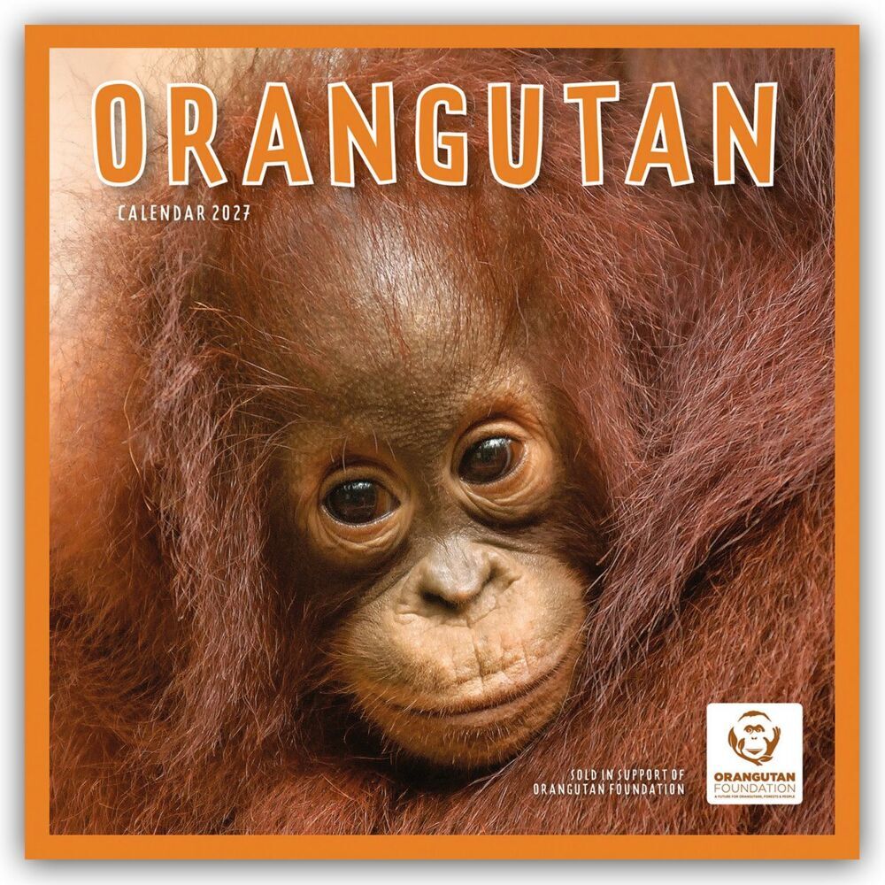 Orangutan - Orang-Utan 2027 - Wand-Kalender (Carousel Calendar)