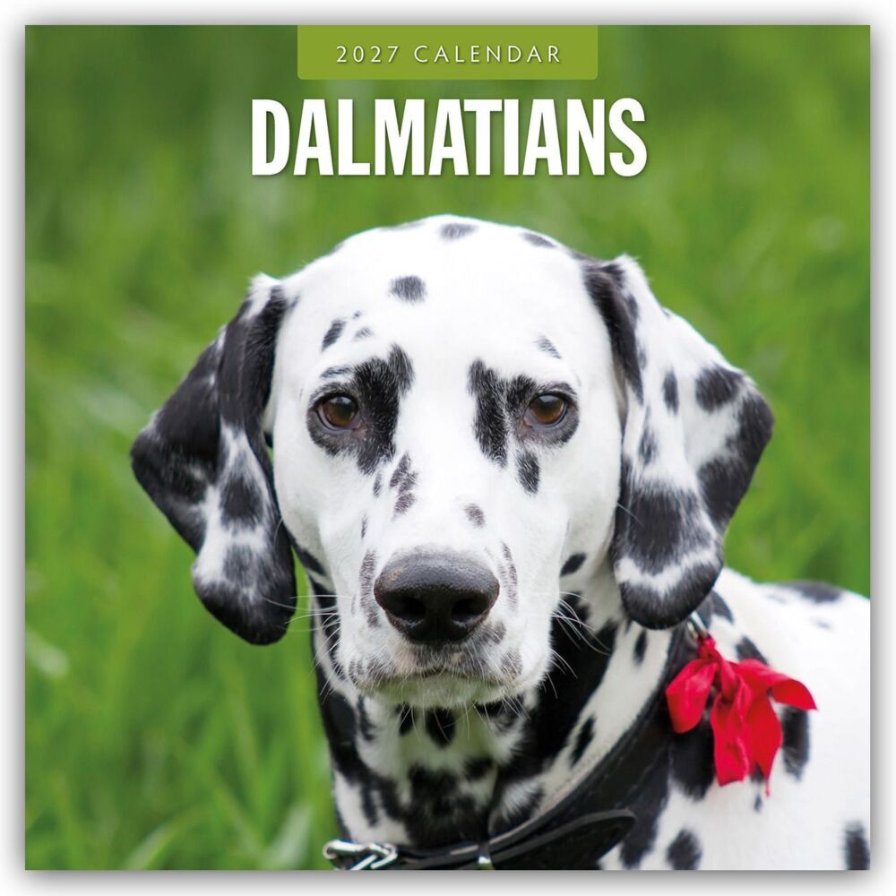 Dalmatians - Dalmatiner 2027 - 16-Monatskalender (Red Robin Publishing Ltd)