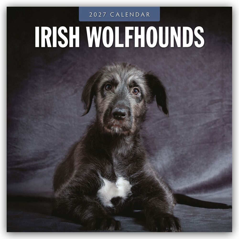 Irish Wolfhounds - Irischer Wolfshund 2027 - 16-Monatskalender (Red Robin Publishing Ltd)