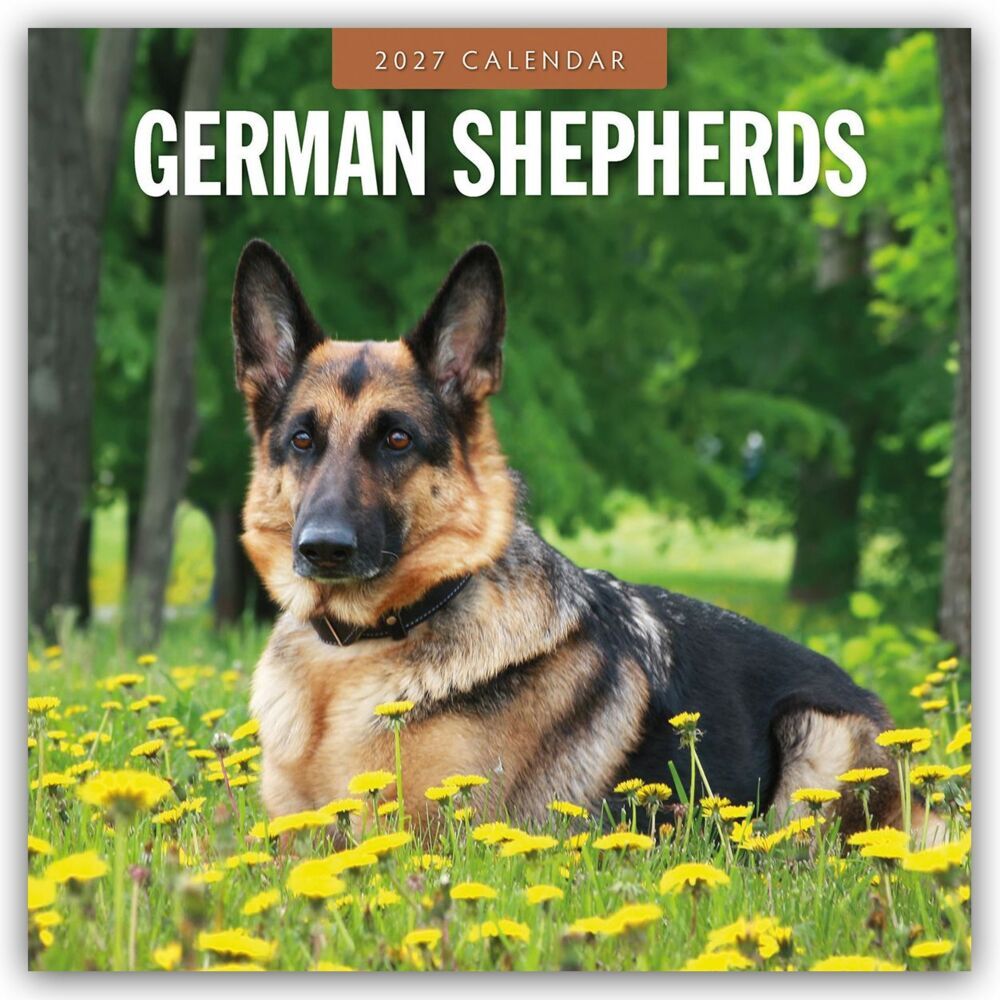 German Shepherds - Deutscher Schäferhund 2027 - 16-Monatskalender (Red Robin Publishing Ltd)