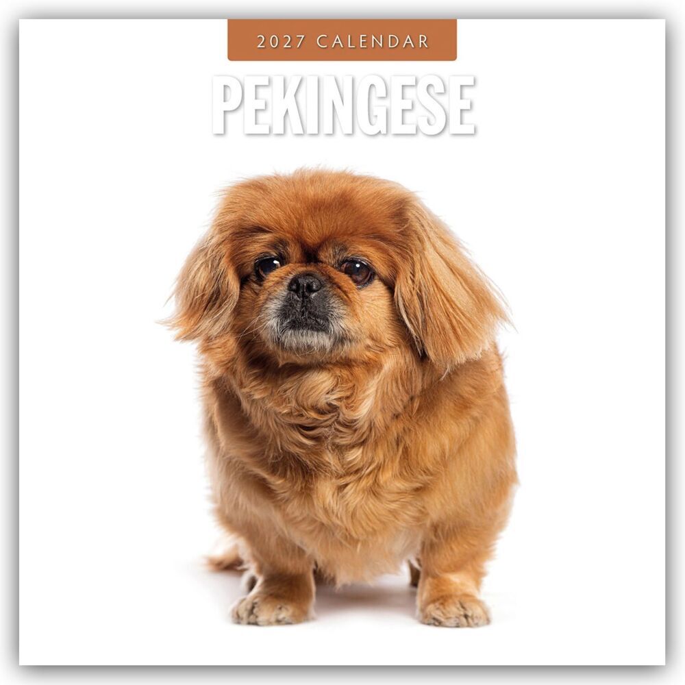 Pekingese - Pekinese - Peking Palasthund 2027 - 16-Monatskalender (Red Robin Publishing Ltd)