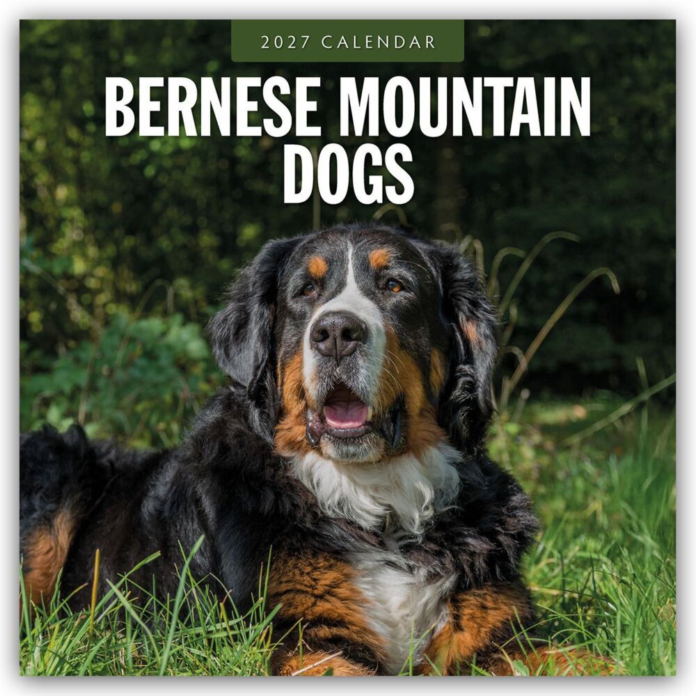 Bernese Mountain Dog - Berner Sennenhund 2027 - 16-Monatskalender (Red Robin Publishing Ltd)