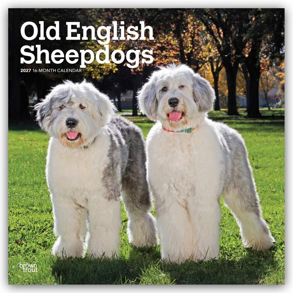 Old English Sheepdog - Bobtail - Altenglischer Schäferhund 2027 - 16-Monatskalender (Browntrout Publishers Inc)