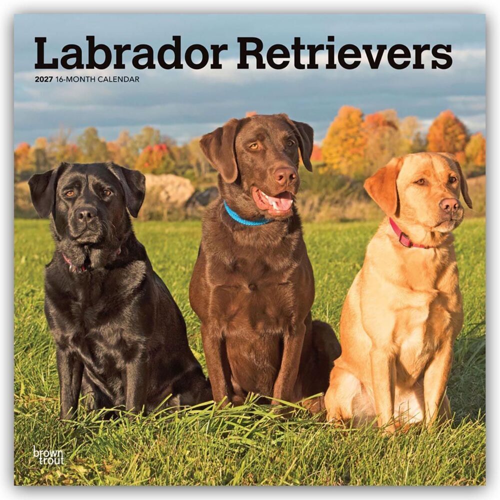 Labrador Retrievers - Labrador Retriever 2027 - 16-Monatskalender (Browntrout Publishers Inc)