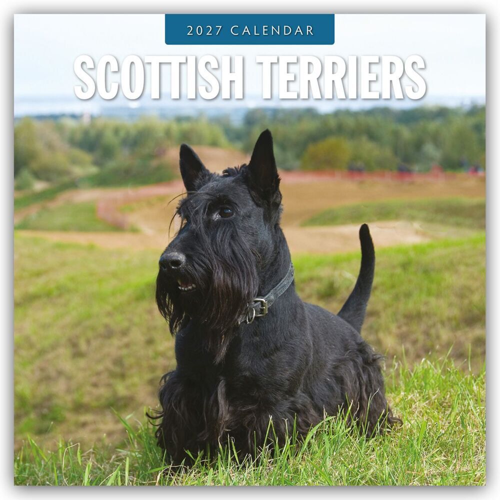 Scottish Terrier - Scotchterrier 2027 - 16-Monatskalender (Red Robin Publishing Ltd)
