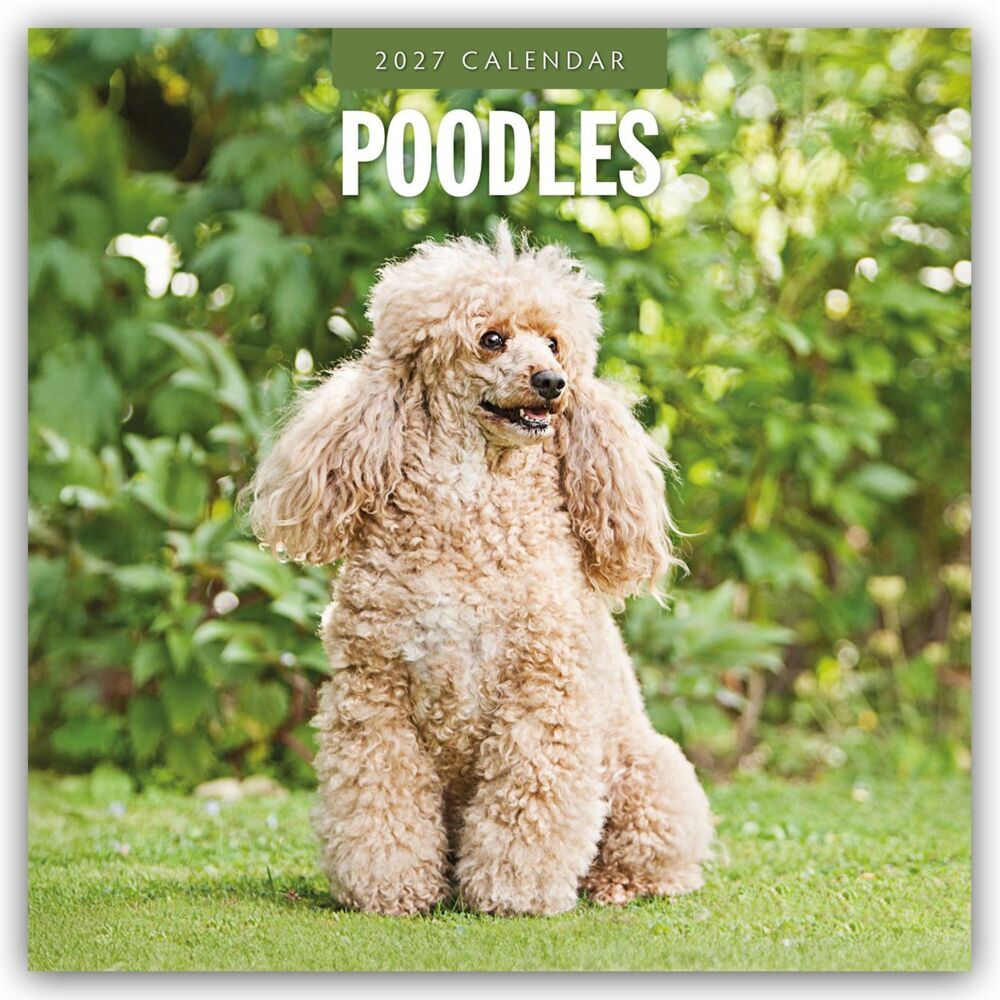 Poodles - Pudel 2027 - 16-Monatskalender (Red Robin Publishing Ltd)