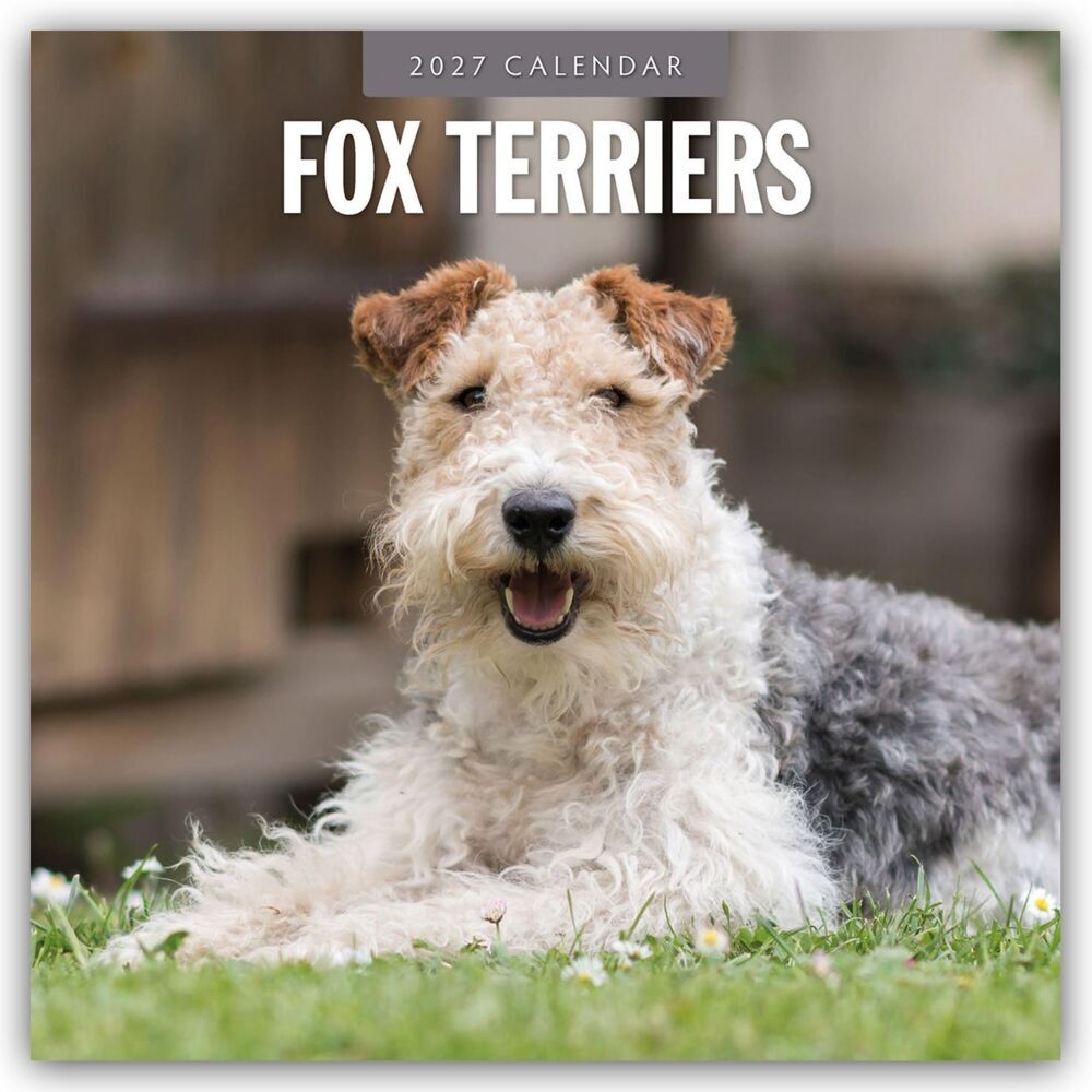 Fox Terriers - Foxterrier 2027 - 16-Monatskalender (Red Robin Publishing Ltd)