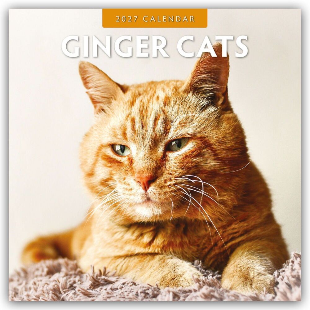 Ginger Cats - Rote Katzen - Gingerkatzen 2027 - 16-Monatskalender (Red Robin Publishing Ltd)