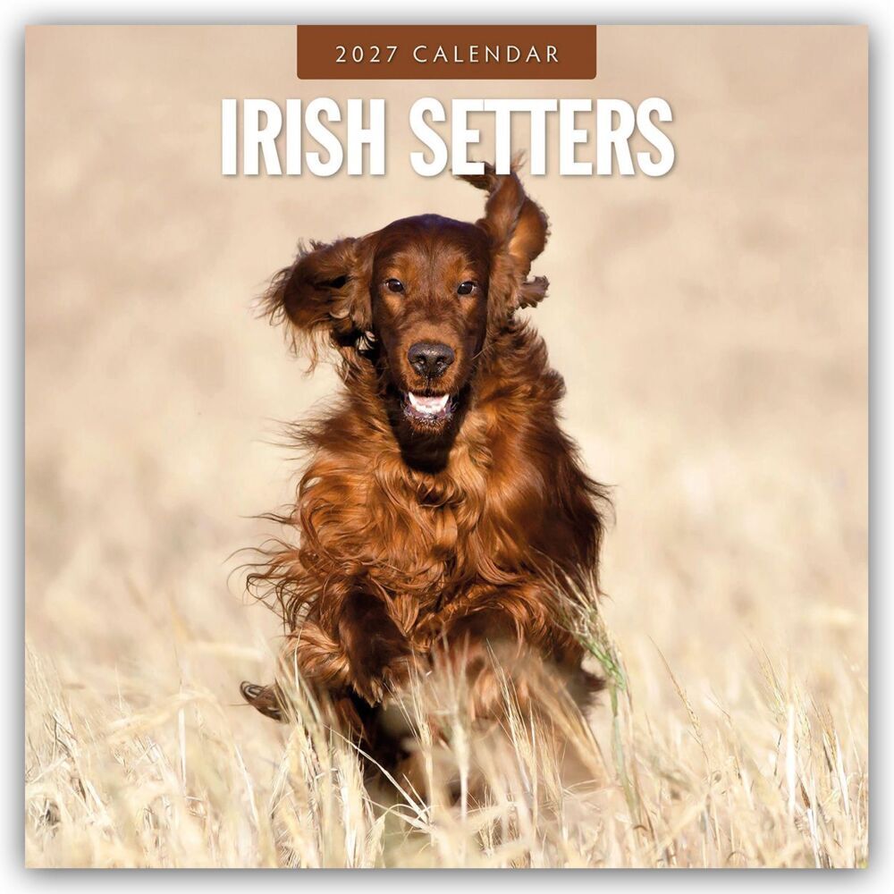 Irish Setters - Irischer Setter 2027 - 16-Monatskalender (Red Robin Publishing Ltd)