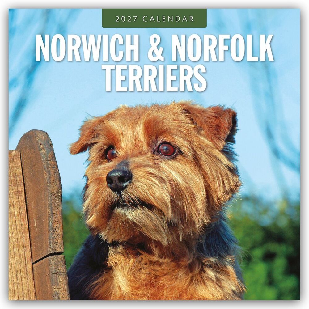 Norwich Terrier und Norfolk Terrier 2027 - 16-Monatskalender (Red Robin Publishing Ltd)