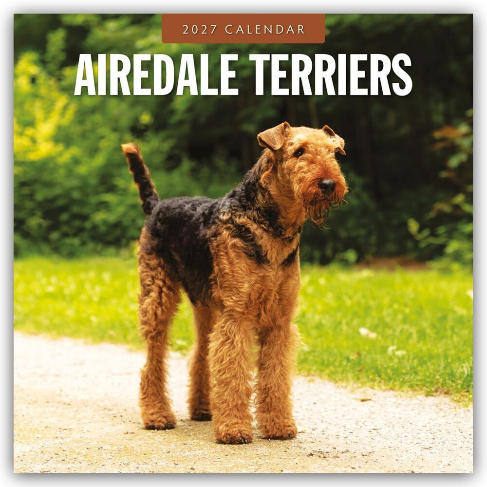 Airdale Terriers - Airdale Terrier 2027 - 16-Monatskalender (Red Robin Publishing Ltd)
