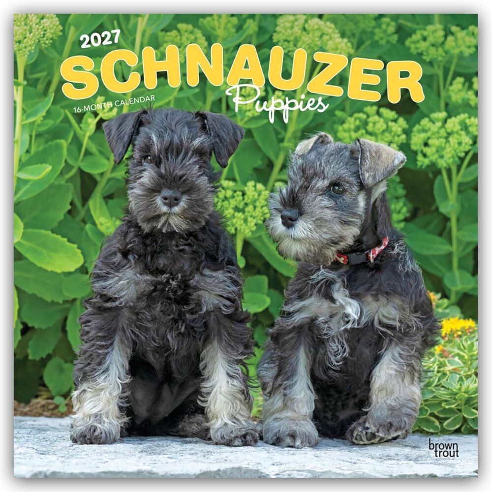 Schnauzer Puppies - Schnauzer Welpen 2027 - 16-Monatskalender (Browntrout Publishers Inc)