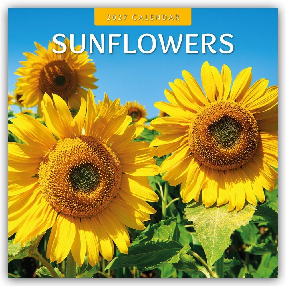 Sunflowers - Sonnenblumen 2027 - 16-Monatskalender (Red Robin Publishing Ltd)