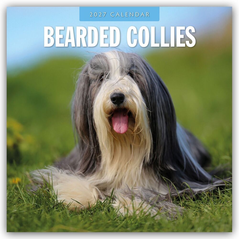 Bearded Collies - Bearded Collie 2027 - 16-Monatskalender (Red Robin Publishing Ltd)