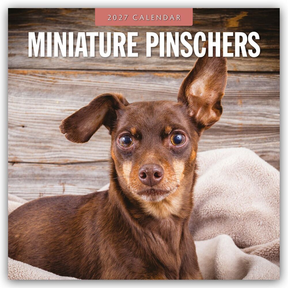 Miniature Pinschers - Zwergpinscher - Rehpinscher 2027 - 16-Monatskalender (Red Robin Publishing Ltd)