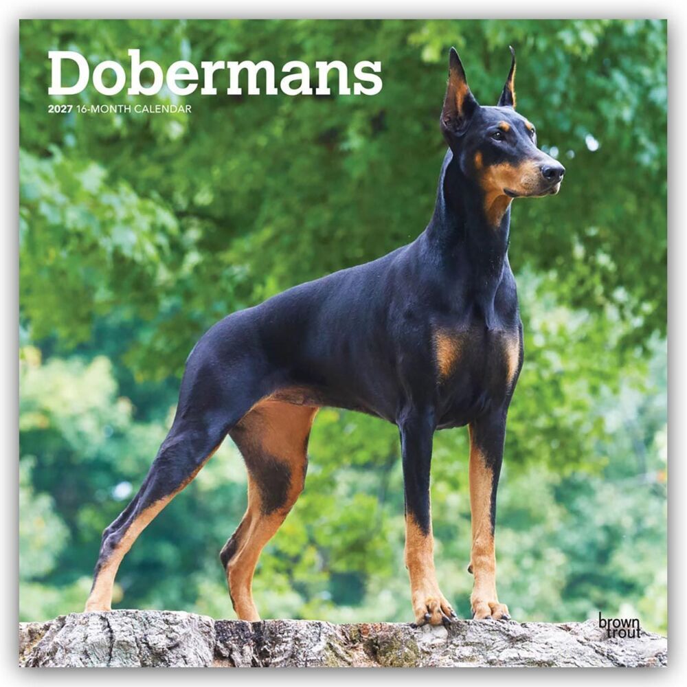 Dobermans - Dobermann 2027 - 16-Monatskalender (Browntrout Publishers Inc)
