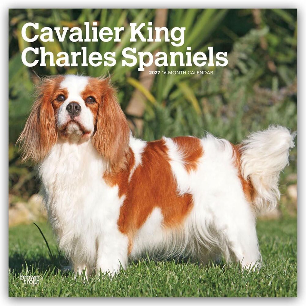 Cavalier King Charles Spaniels 2027 - 16-Monatskalender (Browntrout Publishers Inc)