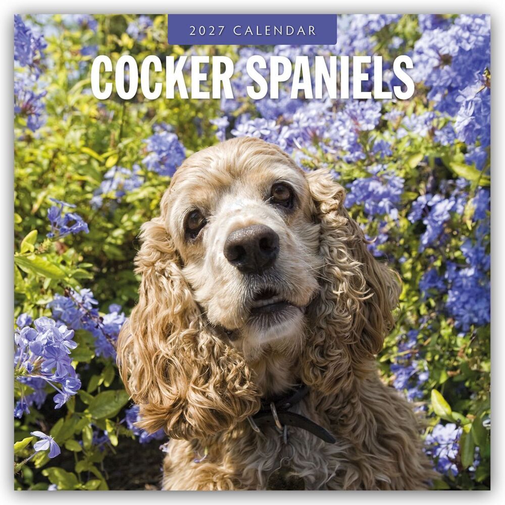 Cocker Spaniels - Cocker Spaniel 2027 - 16-Monatskalender (Red Robin Publishing Ltd)