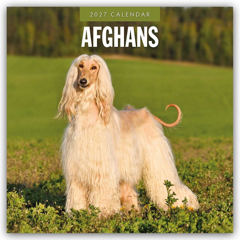 Afghans - Afghanischer Windhund 2027 - 16-Monatskalender (Red Robin Publishing Ltd)