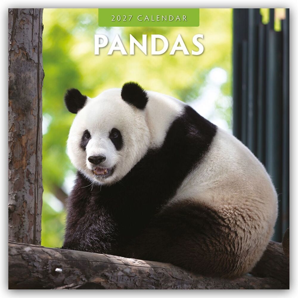 Pandas - Pandabären 2027 - 16-Monatskalender (Red Robin Publishing Ltd)