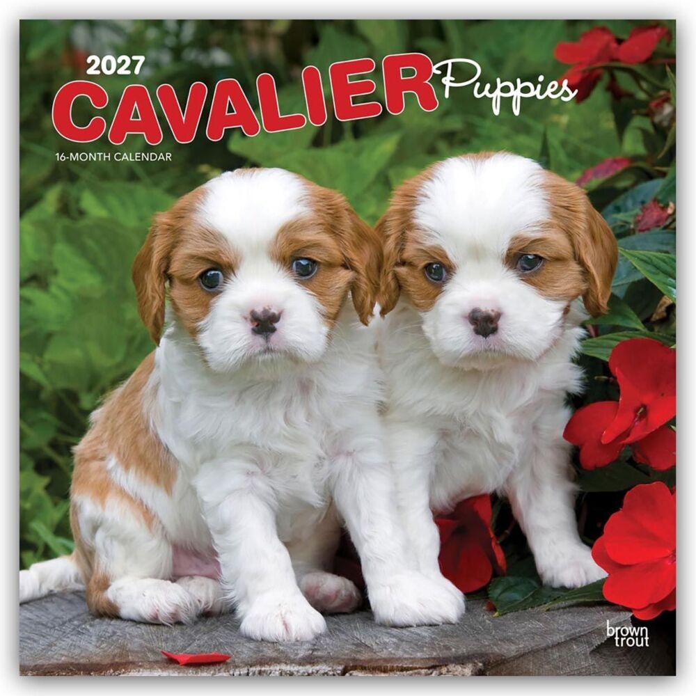 Cavalier King Charles Spaniel Puppies - Cavalier King Charles Spaniel Welpen 2027 - 16-Monatskalender (Browntrout Publishers Inc)