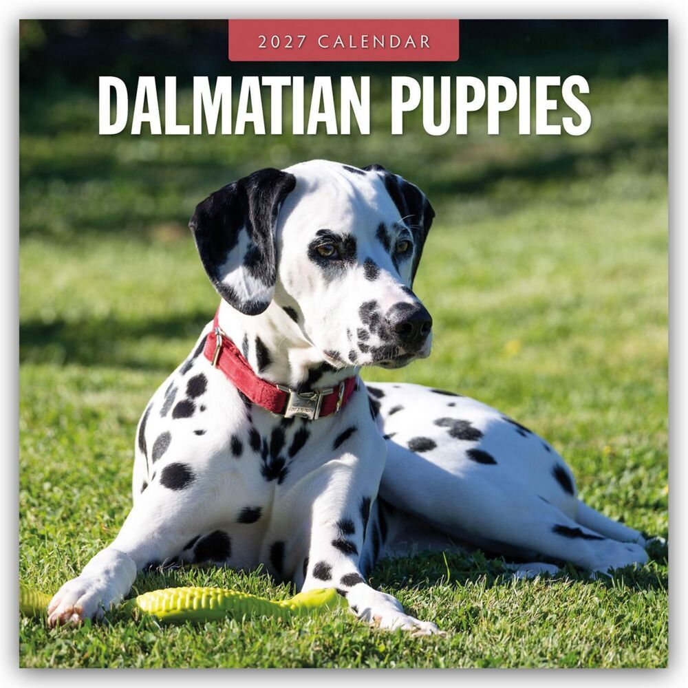 Dalmatian Puppies - Dalmatiner Welpen 2027 - 16-Monatskalender (Red Robin Publishing Ltd)