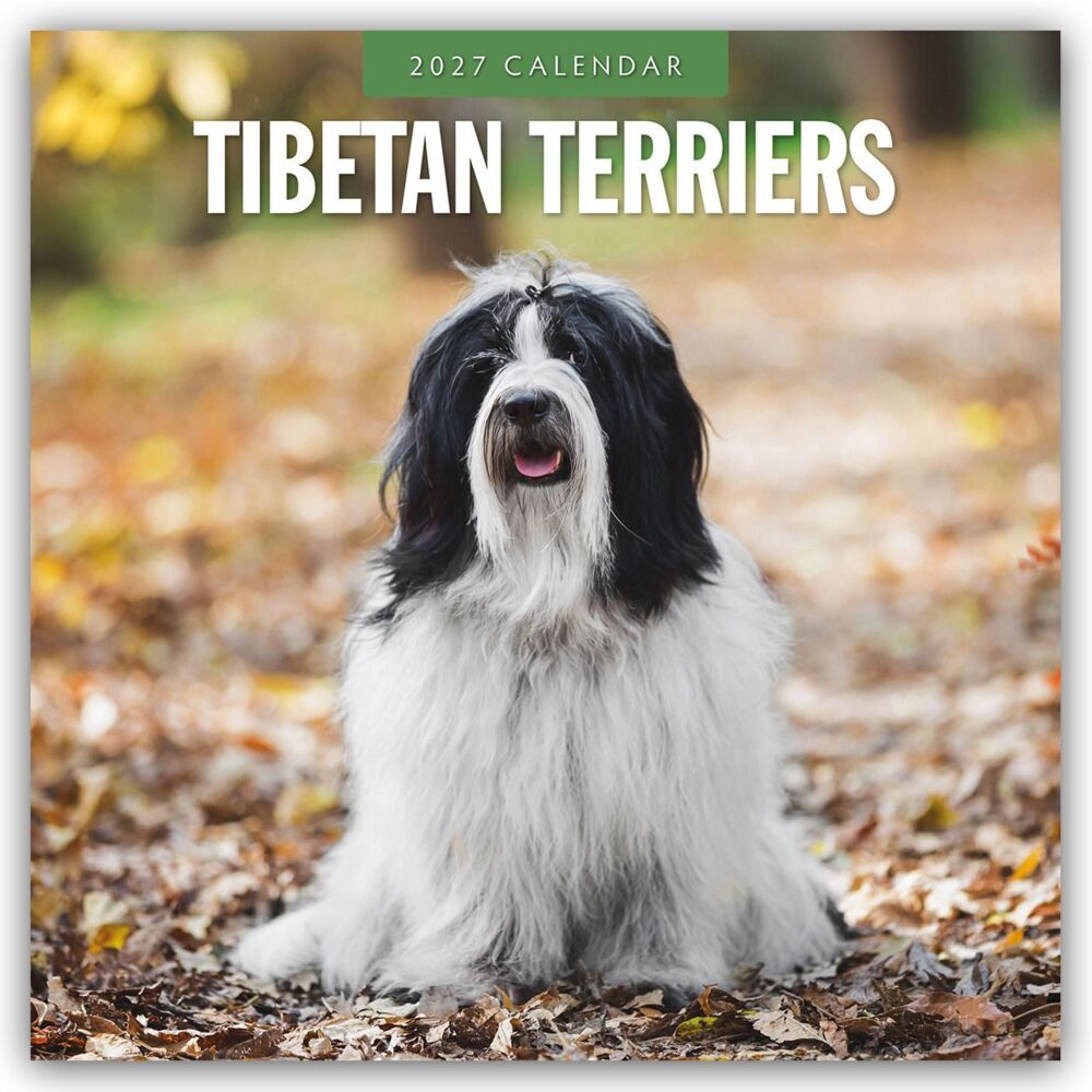 Tibetan Terriers - Tibet Terrier 2027 - 16-Monatskalender (Red Robin Publishing Ltd)